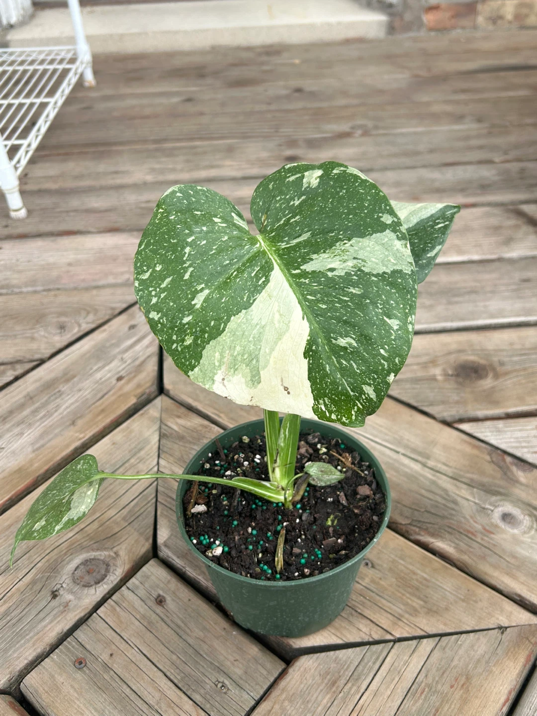 Monstera Variegated Thai constellation - photo 3
