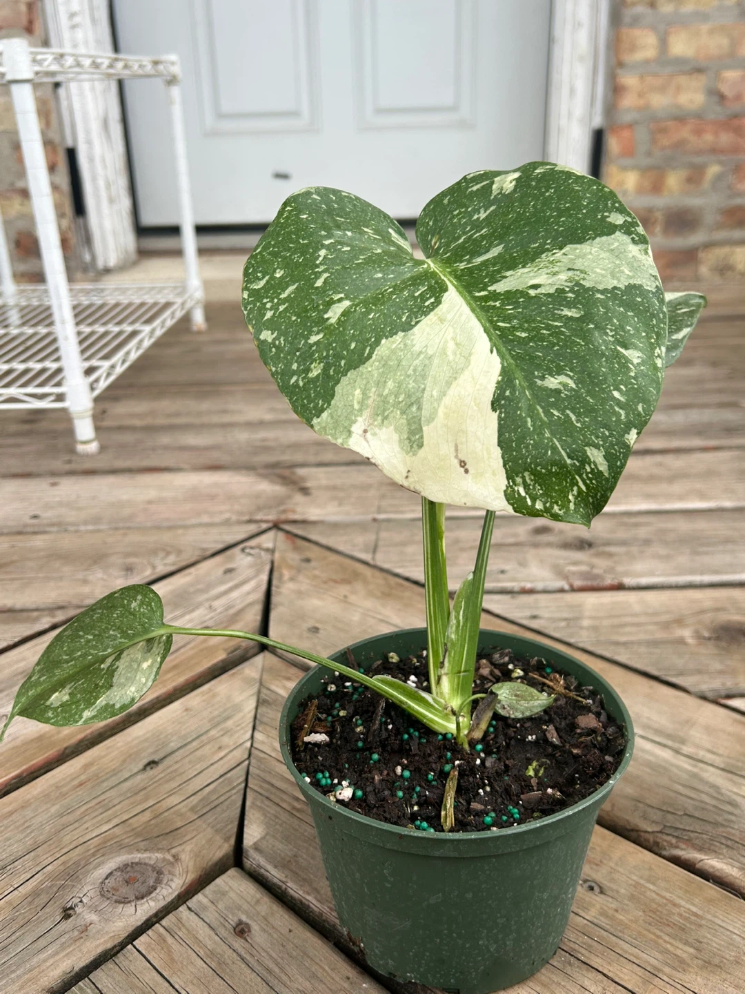 Monstera Variegated Thai constellation - photo 2