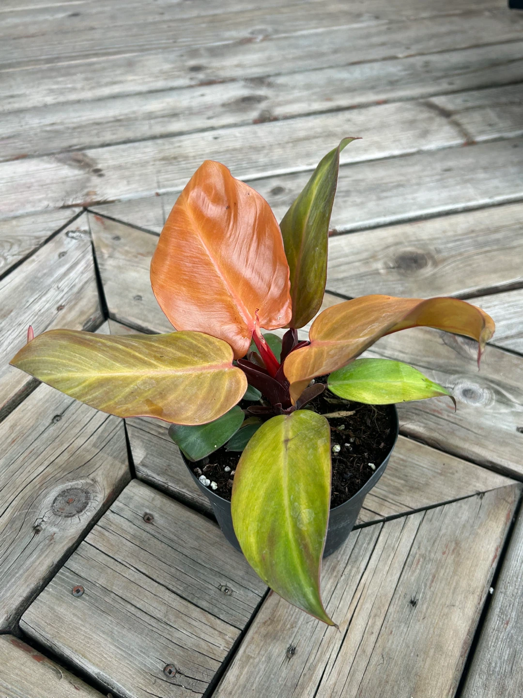 Philodendron Prince of Orange Plant - photo 2