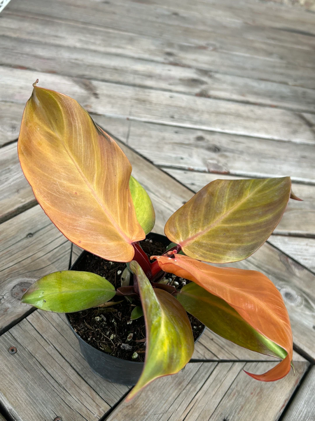 Philodendron Prince of Orange Plant - photo 3
