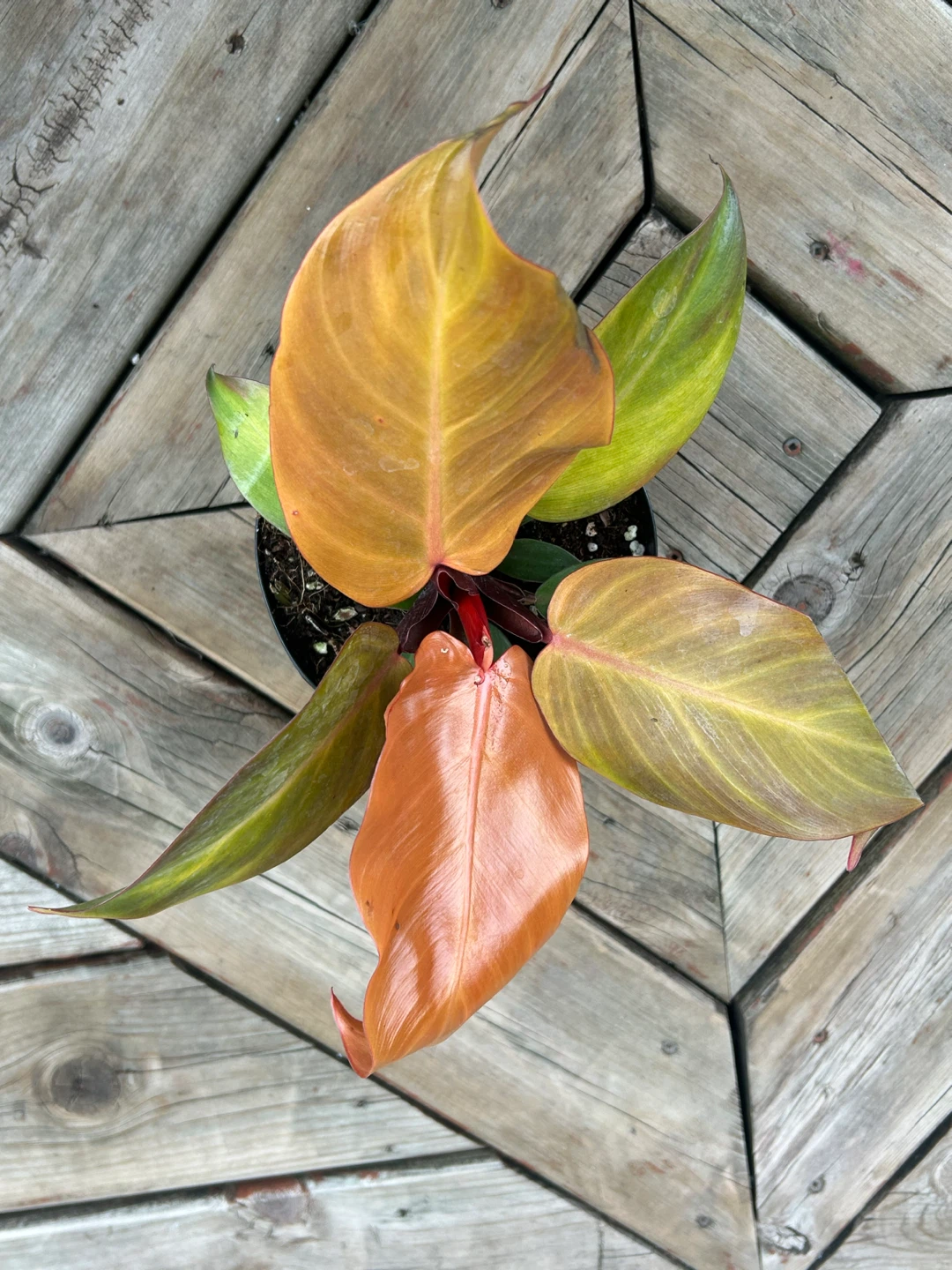 Philodendron Prince of Orange Plant