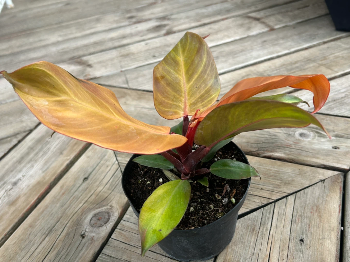 Philodendron Prince of Orange Plant - photo 4