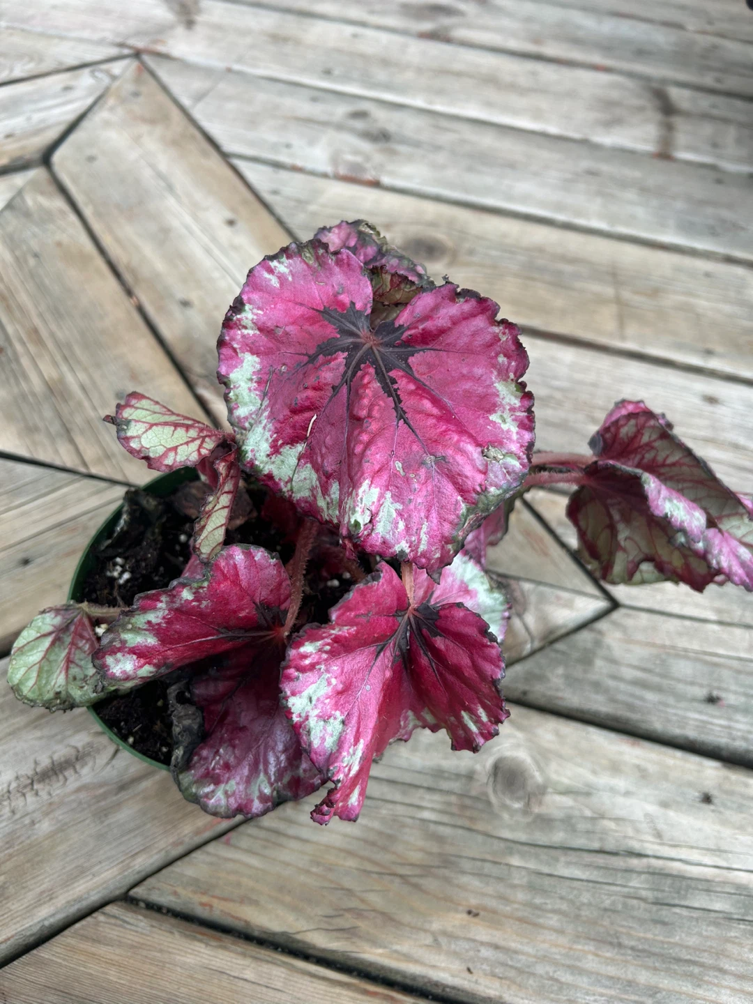 Decorative Begonia Plant - photo 3