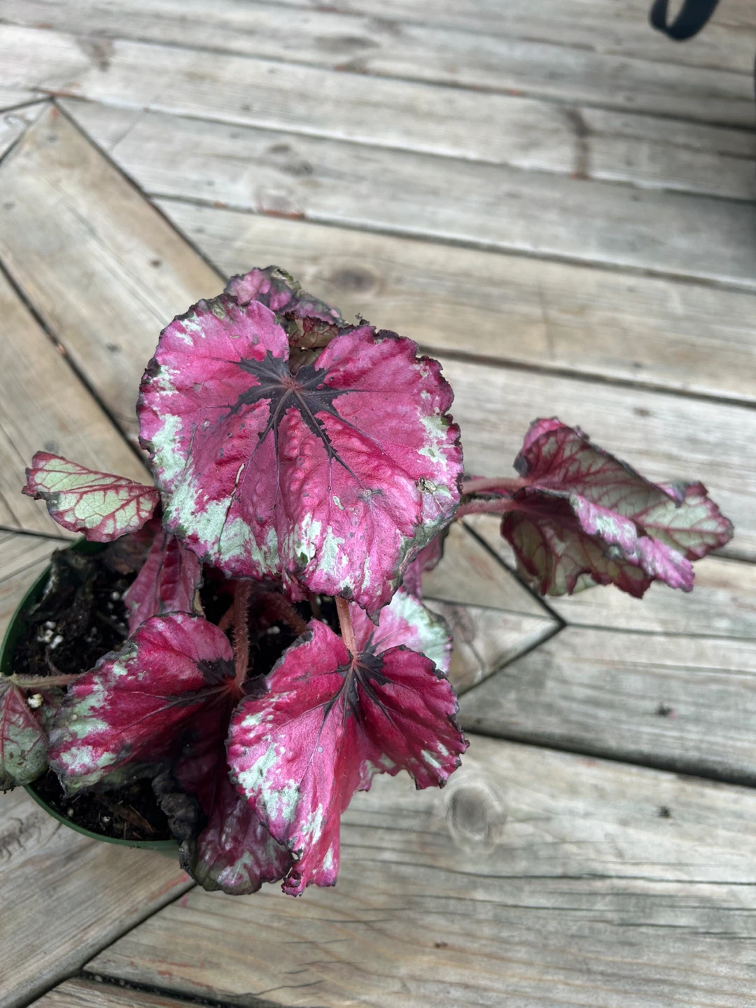Decorative Begonia Plant - photo 4