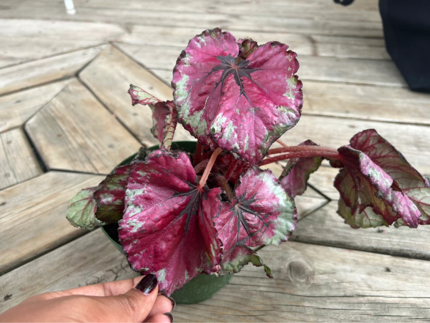 Decorative Begonia Plant