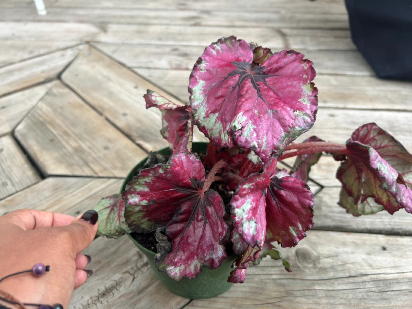 Decorative Begonia Plant - photo 2