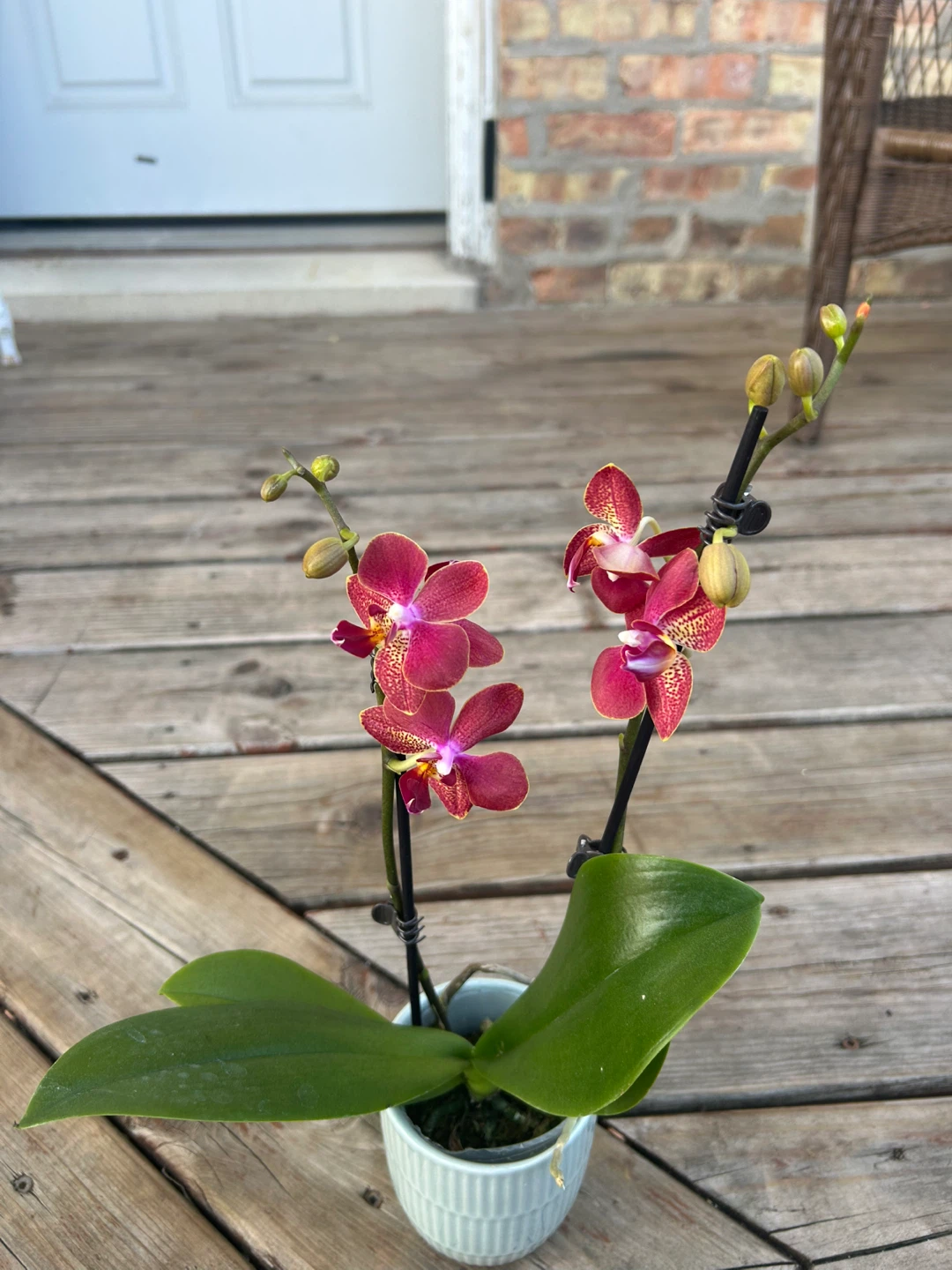 Phalaenopsis Orchid Plant - photo 3