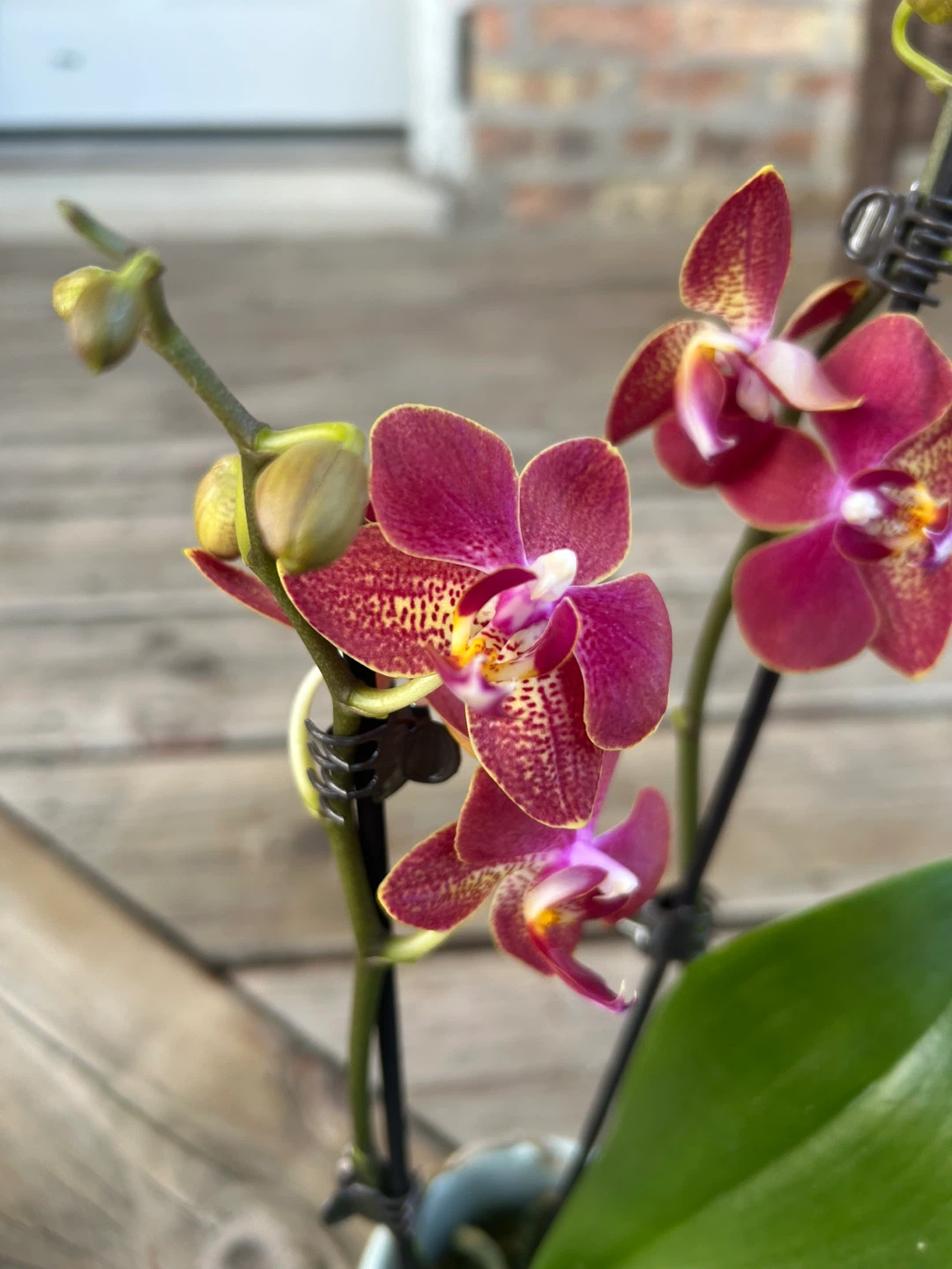 Phalaenopsis Orchid Plant