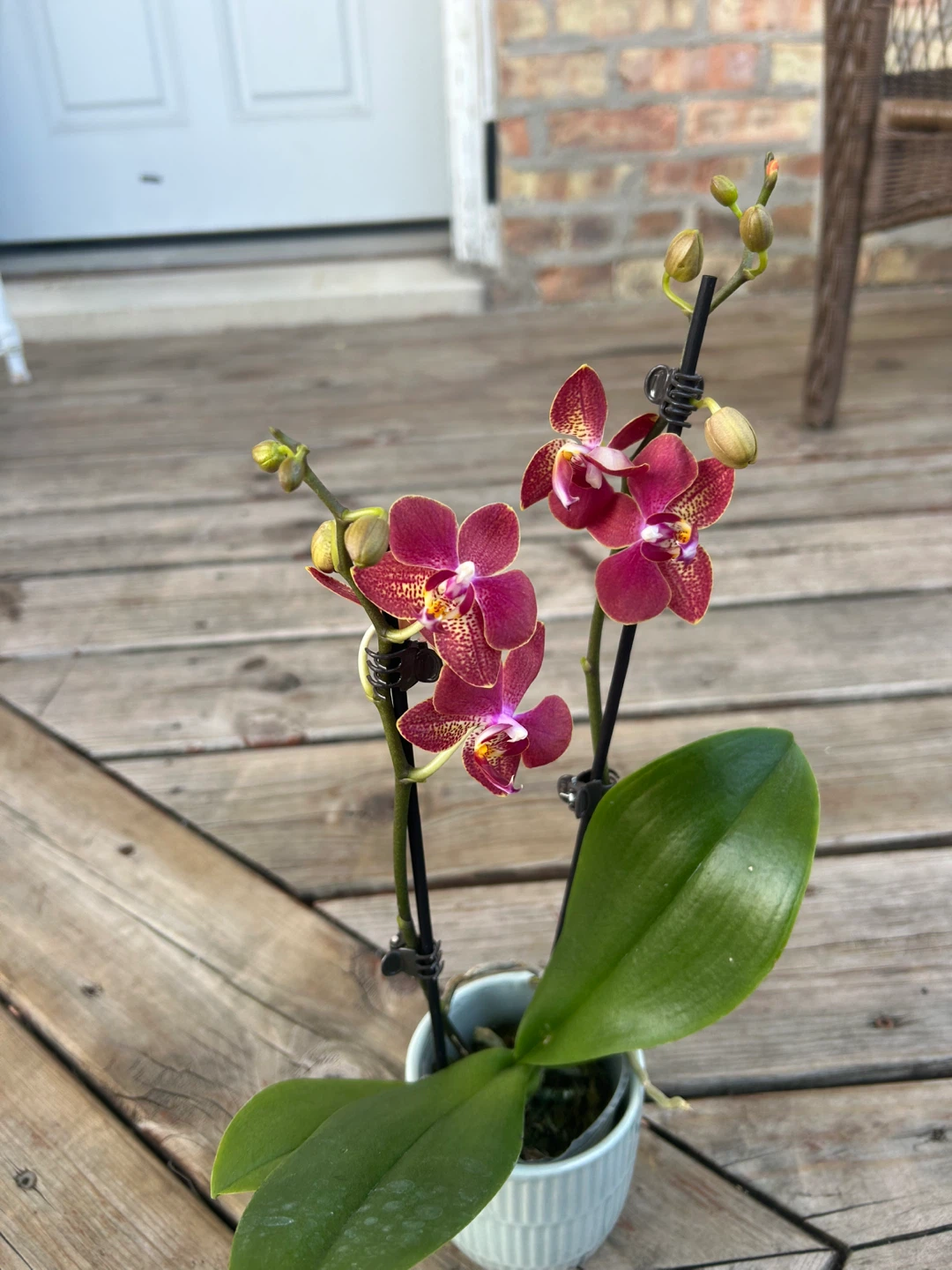 Phalaenopsis Orchid Plant - photo 2