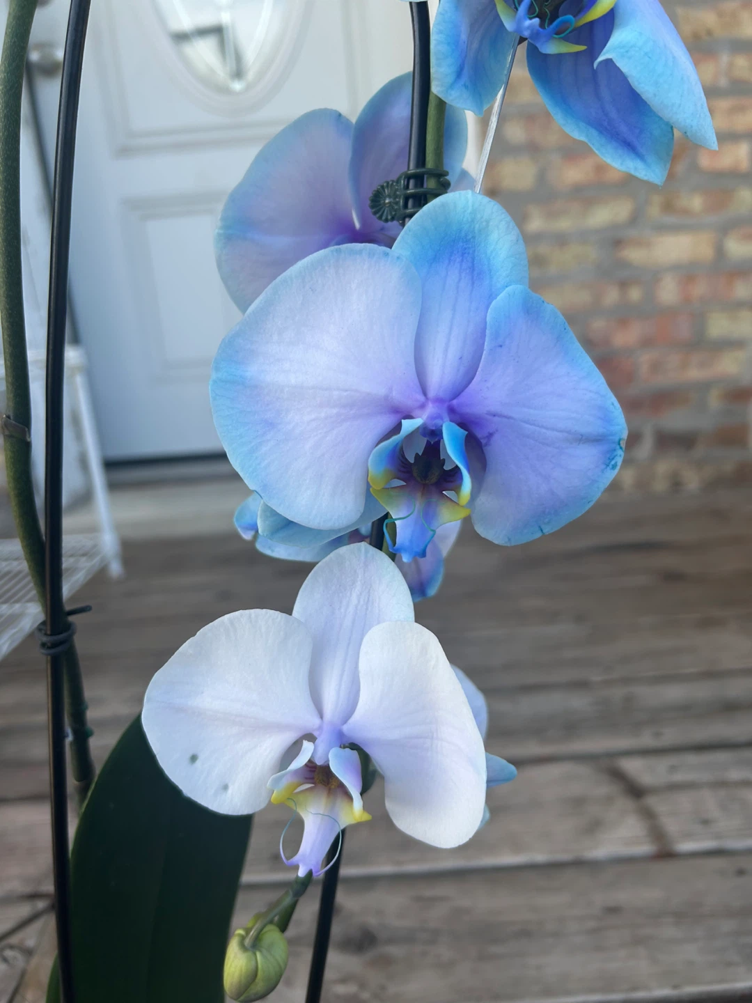 Blue Orchid Plant