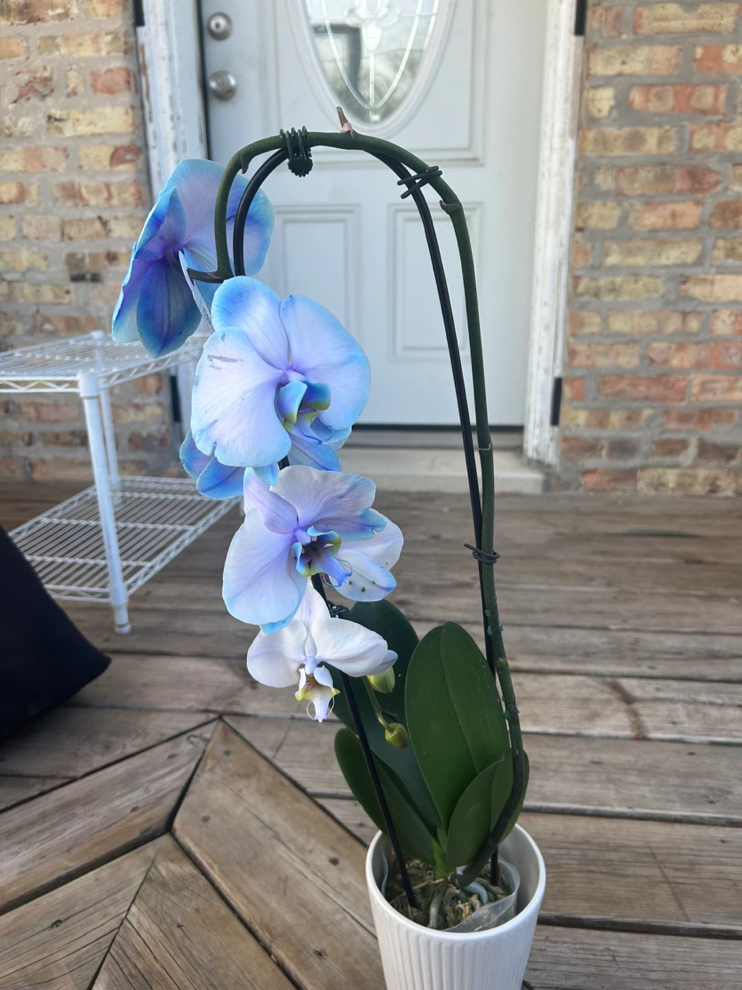 Blue Orchid Plant - photo 3