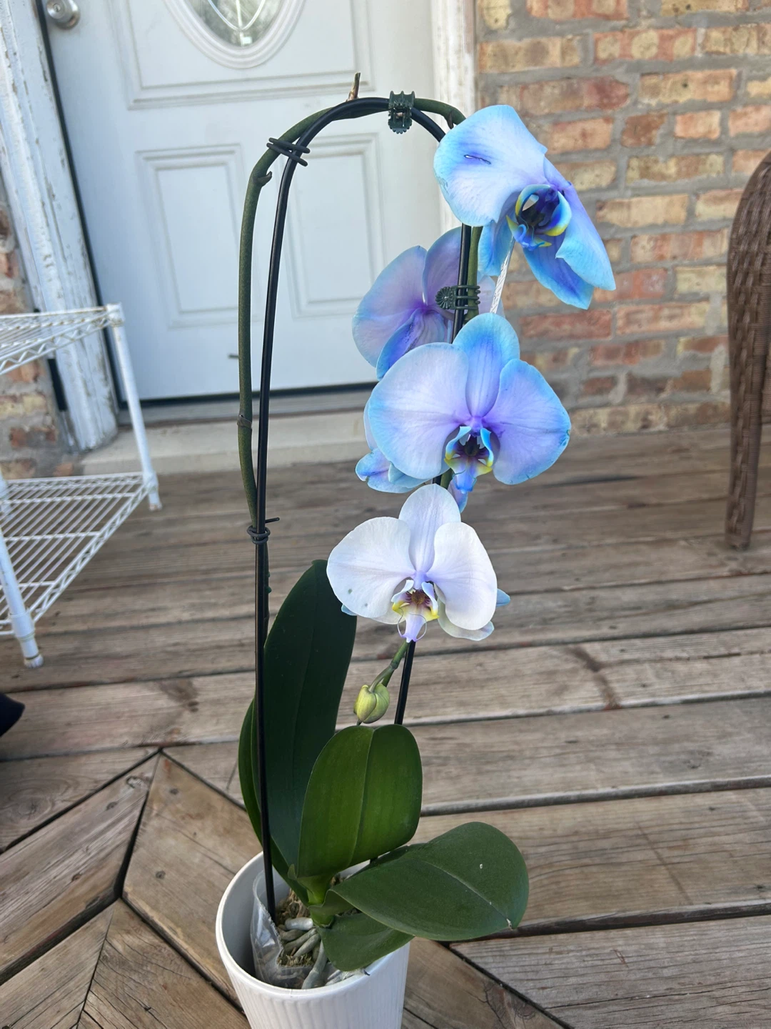 Blue Orchid Plant - photo 2