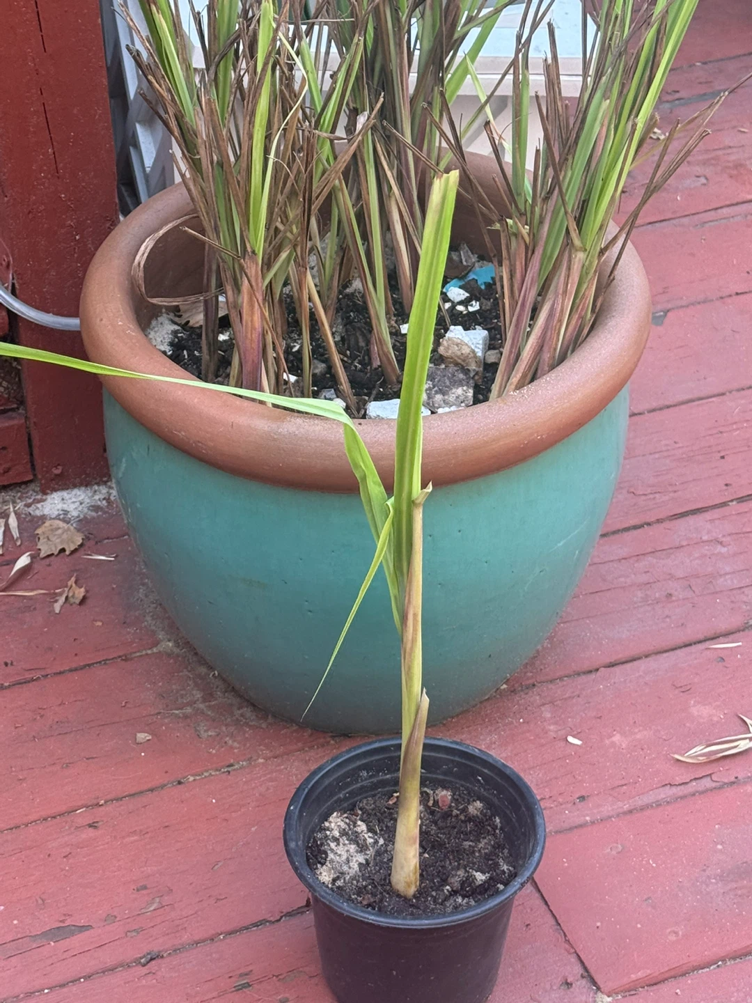 Lemongrass Plant