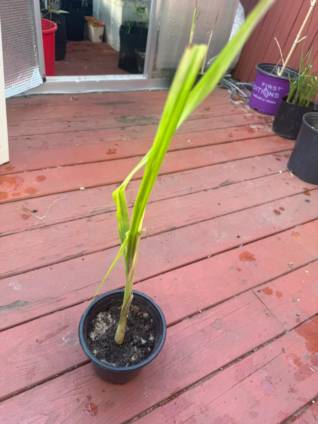 Lemongrass Plant - photo 4