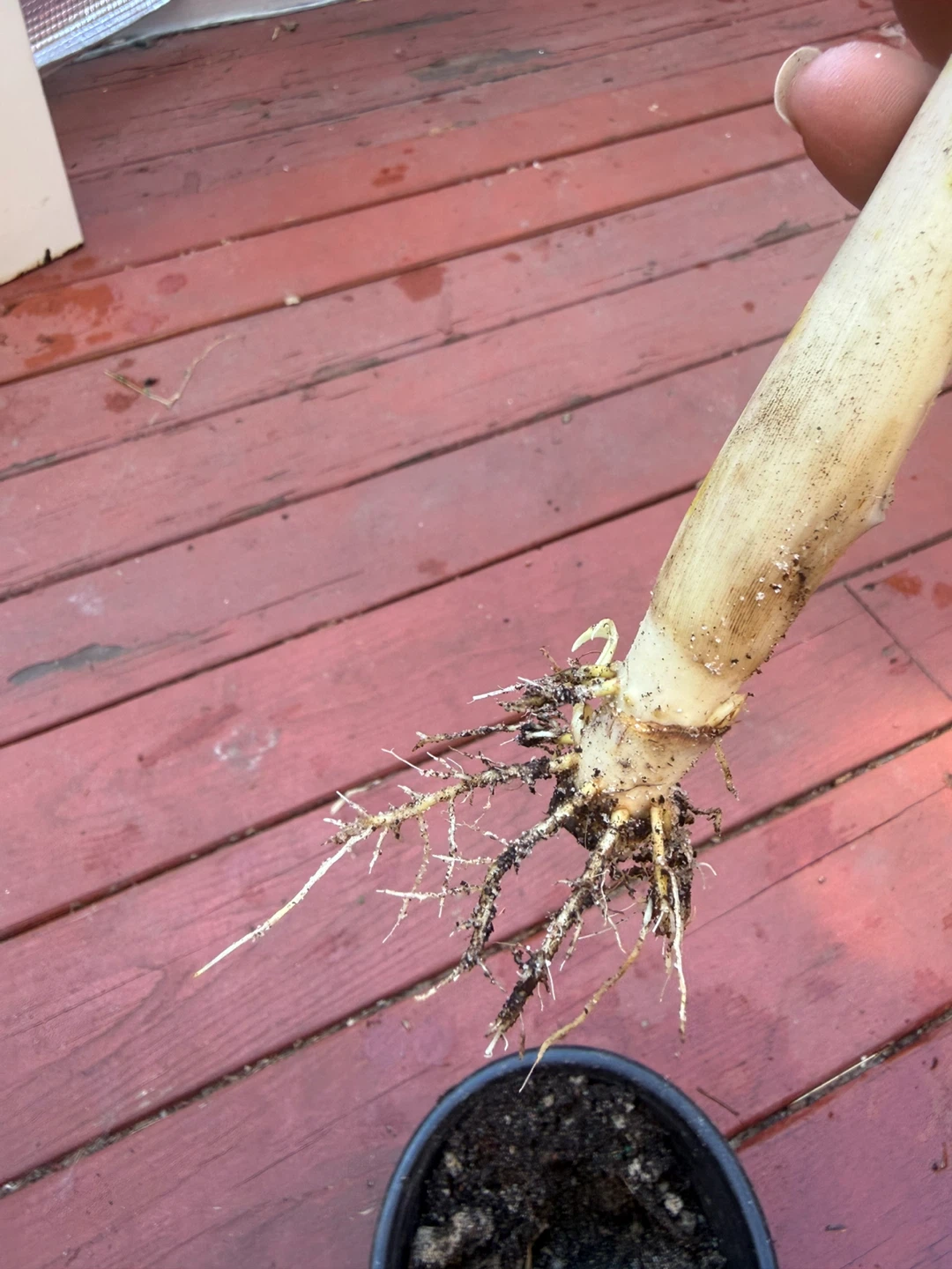 Lemongrass Plant - photo 5