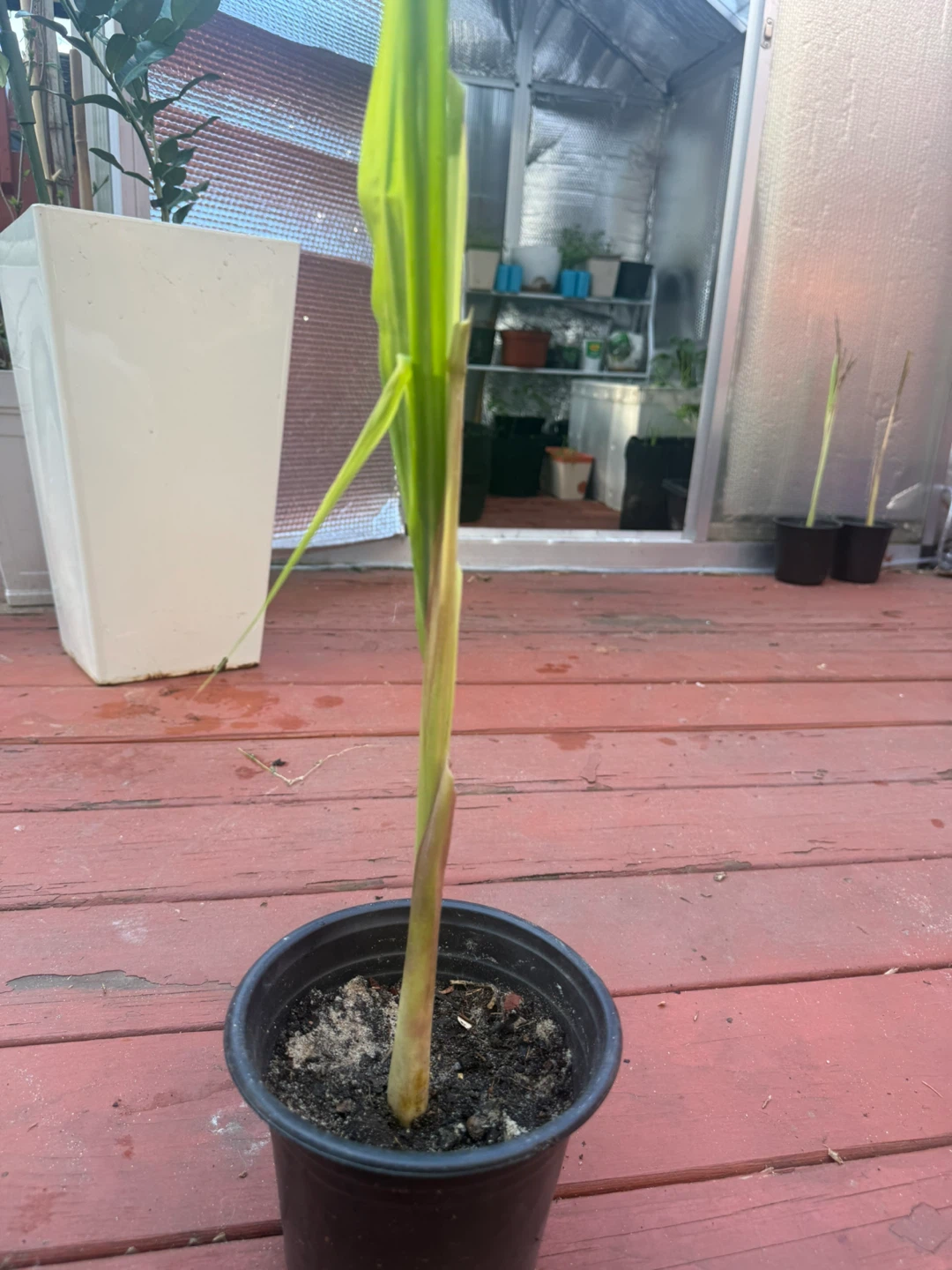 Lemongrass Plant - photo 3