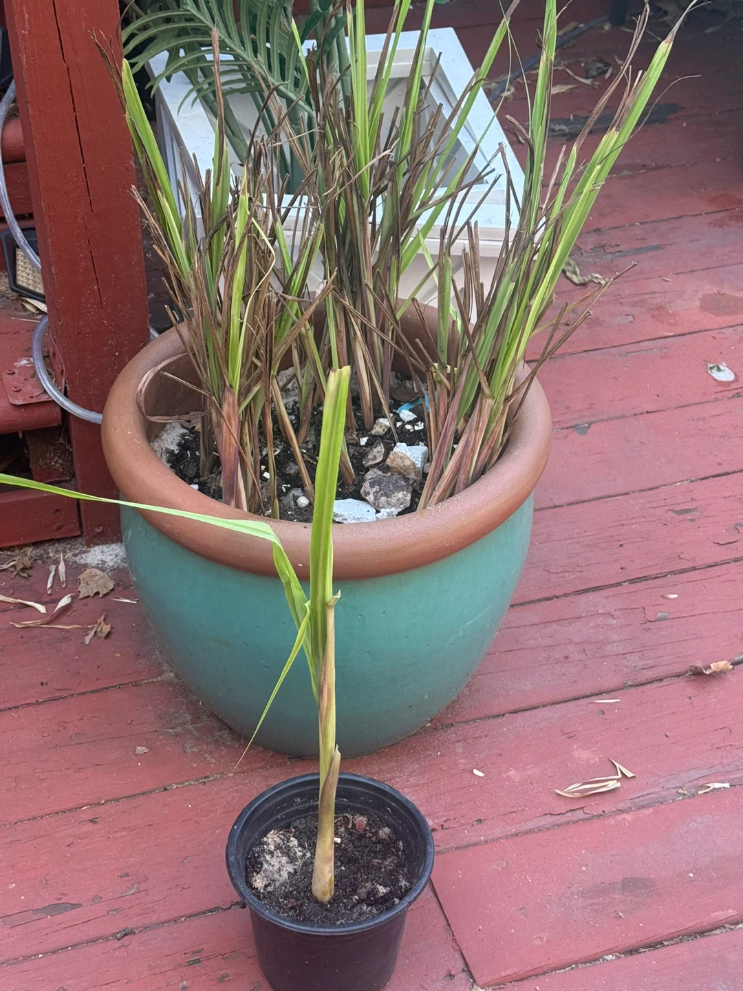 Lemongrass Plant - photo 2