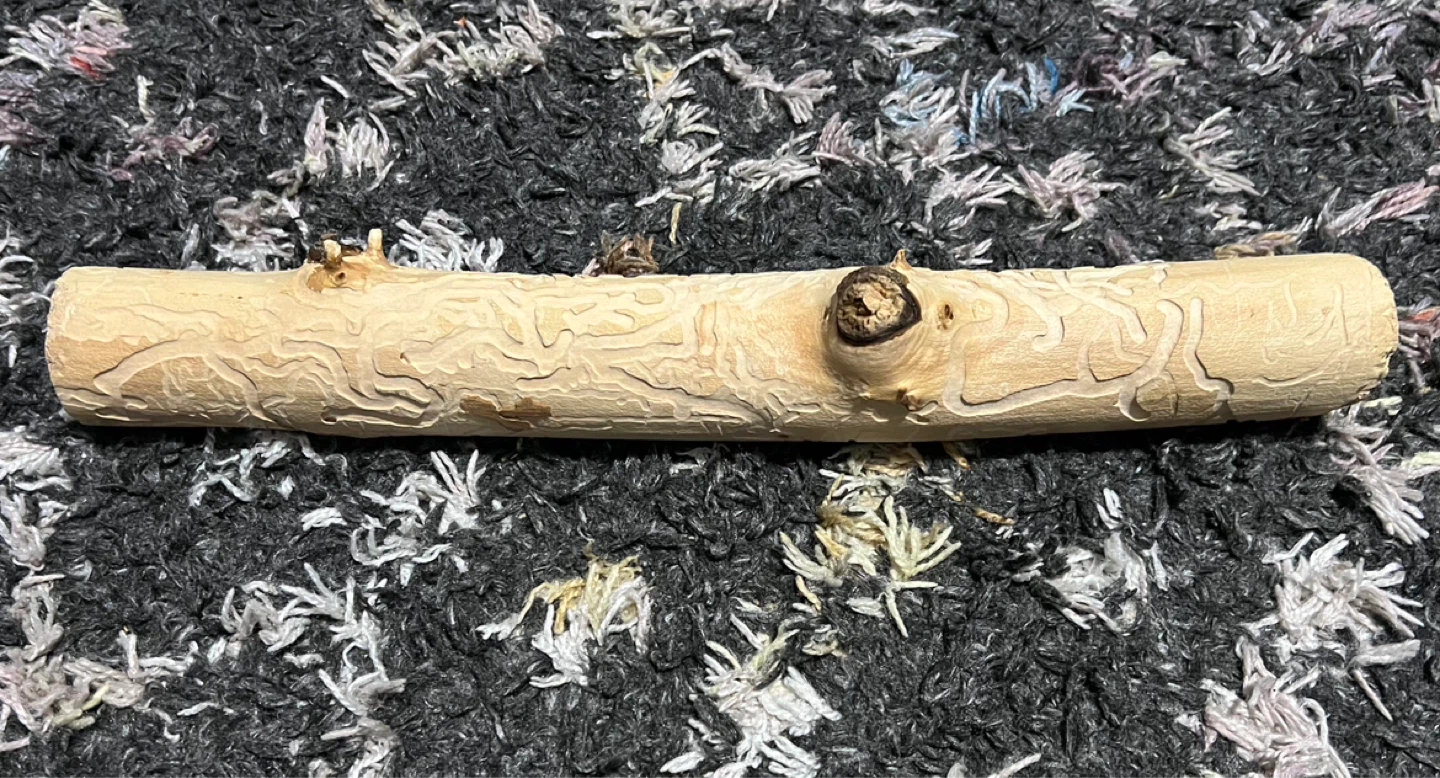 Natural Wood Branch with Unique Carvings