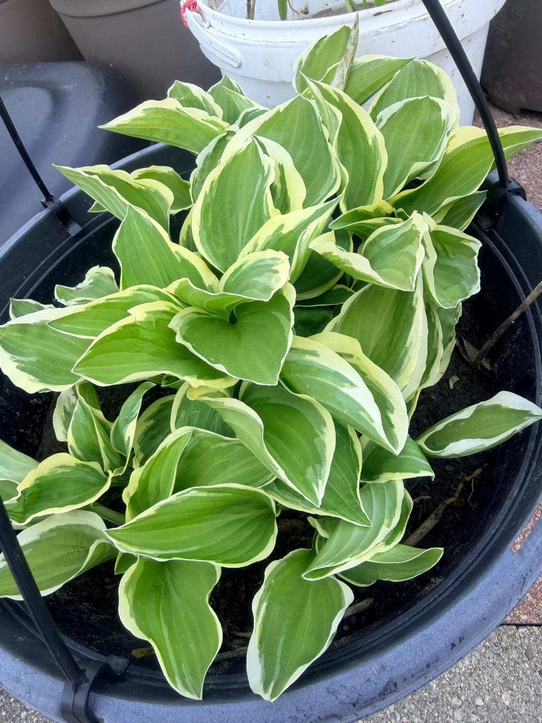 Variegated Hosta Plant