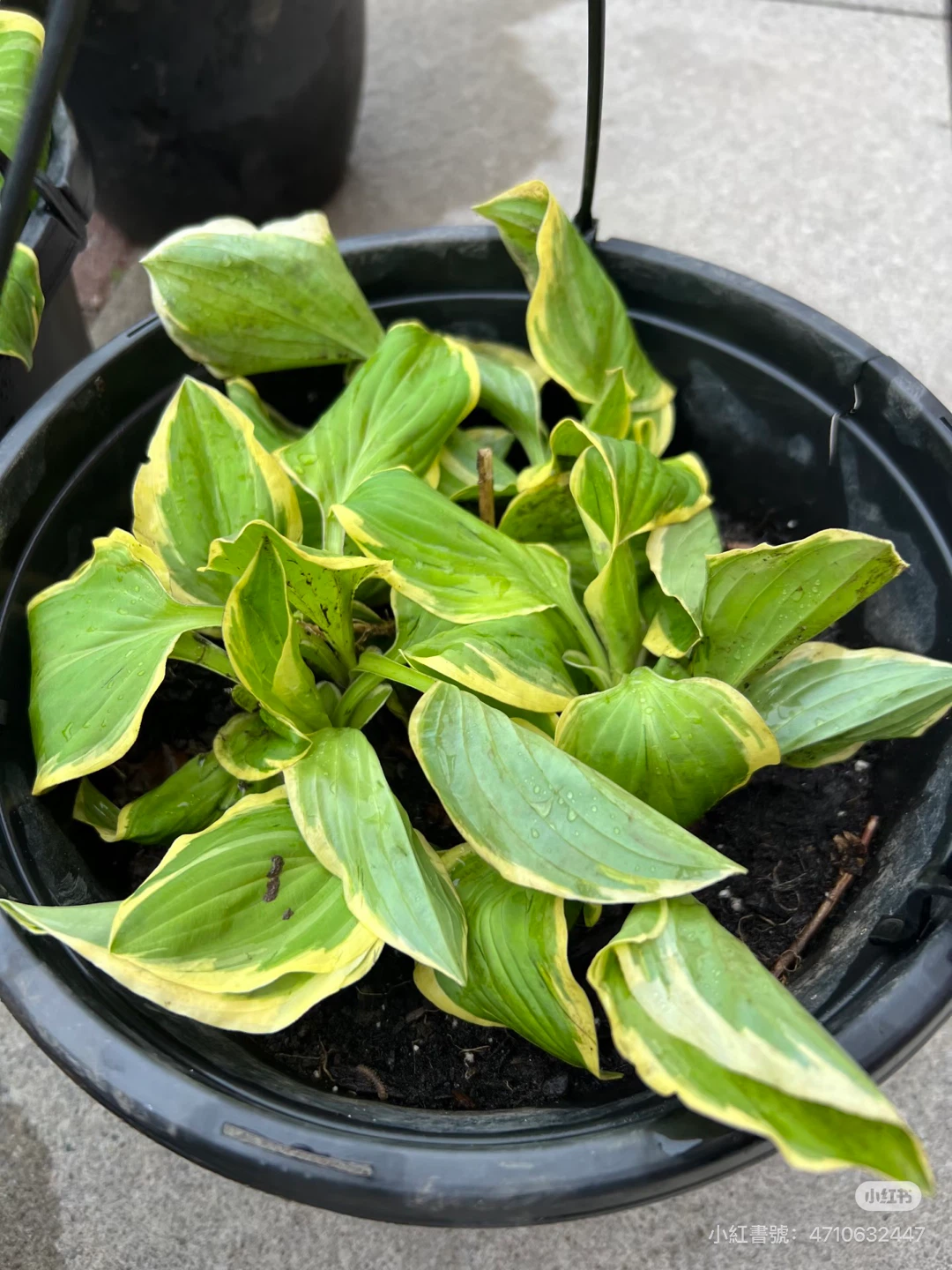 Variegated Hosta Plant - photo 2