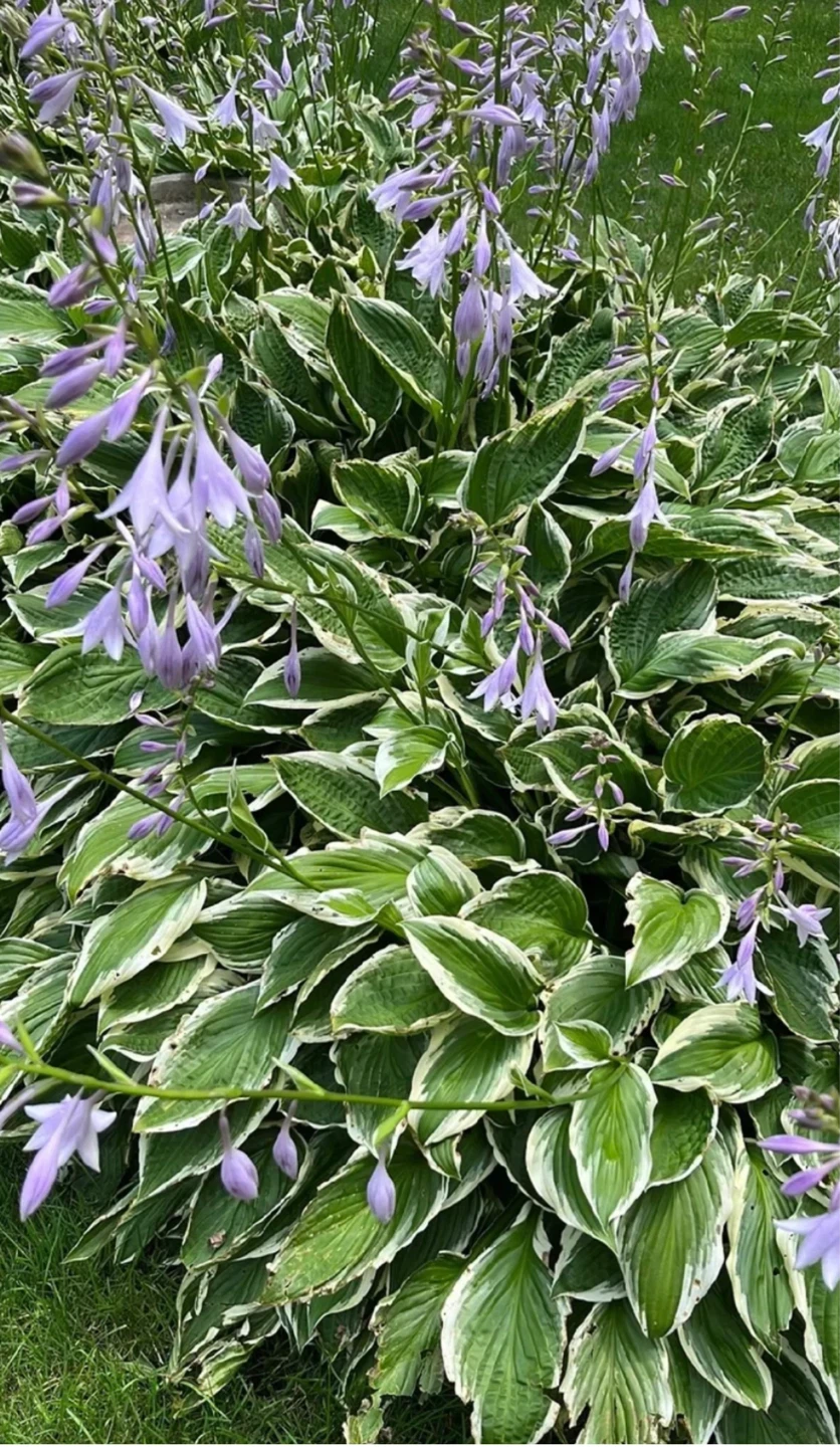 Variegated Hosta Plant - photo 3