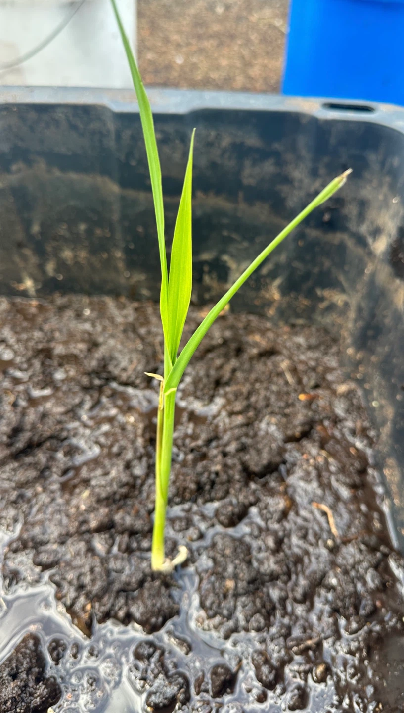 Water bamboo seedlings - photo 2