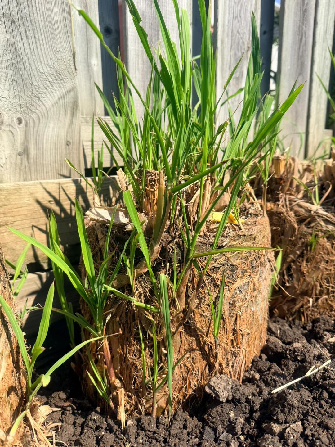 Water bamboo seedlings