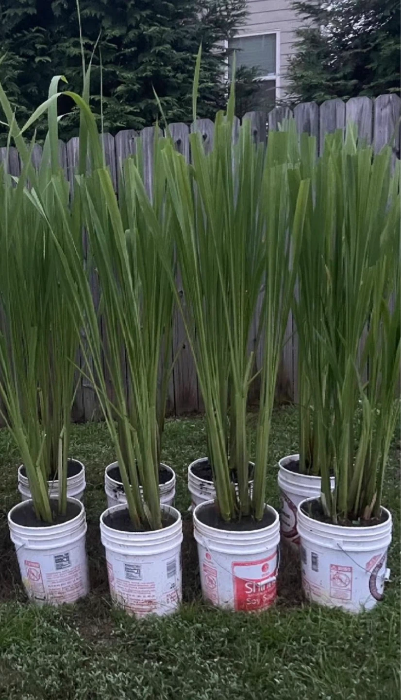 Water bamboo seedlings - photo 3