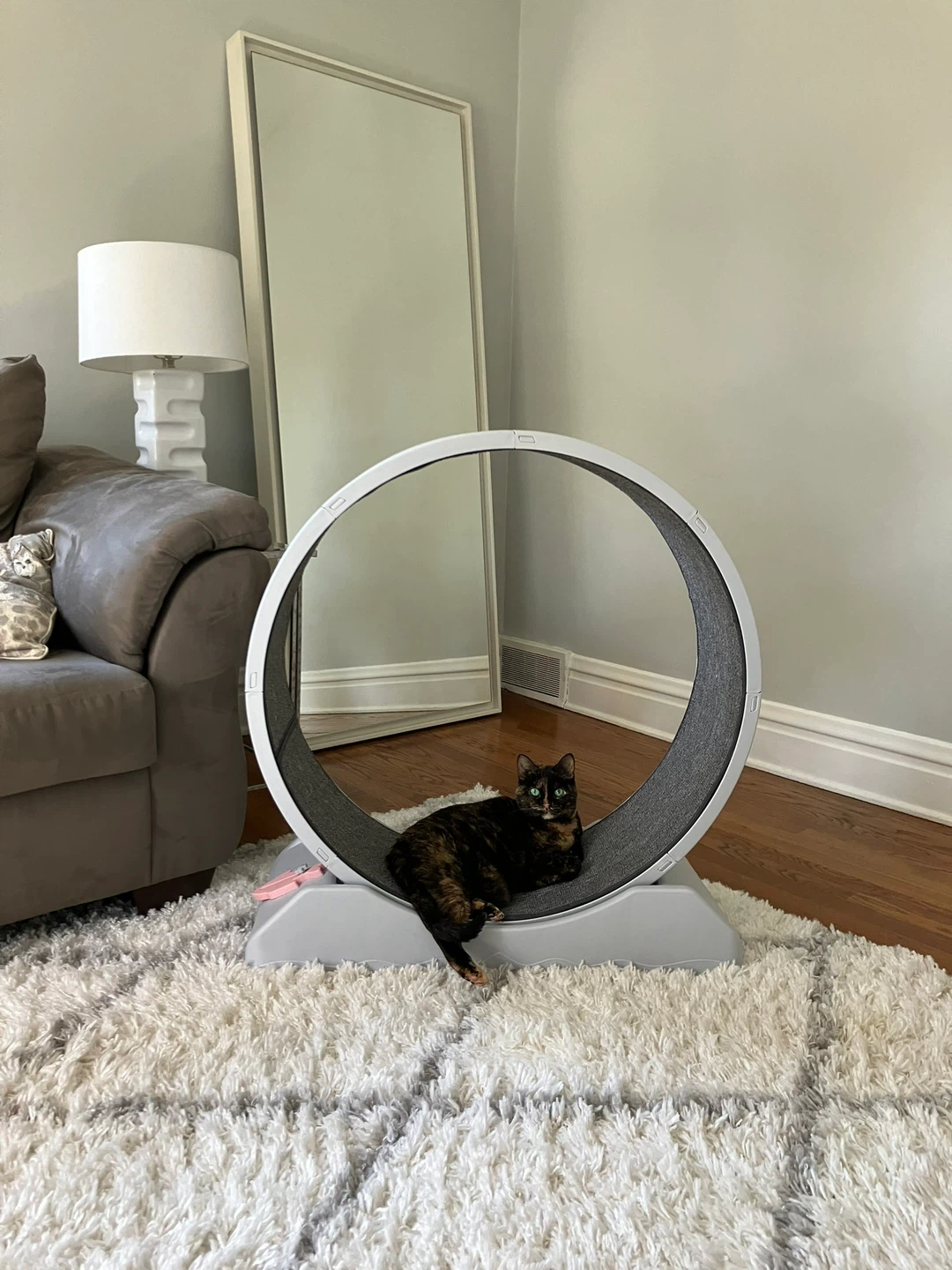Cat Running Wheel