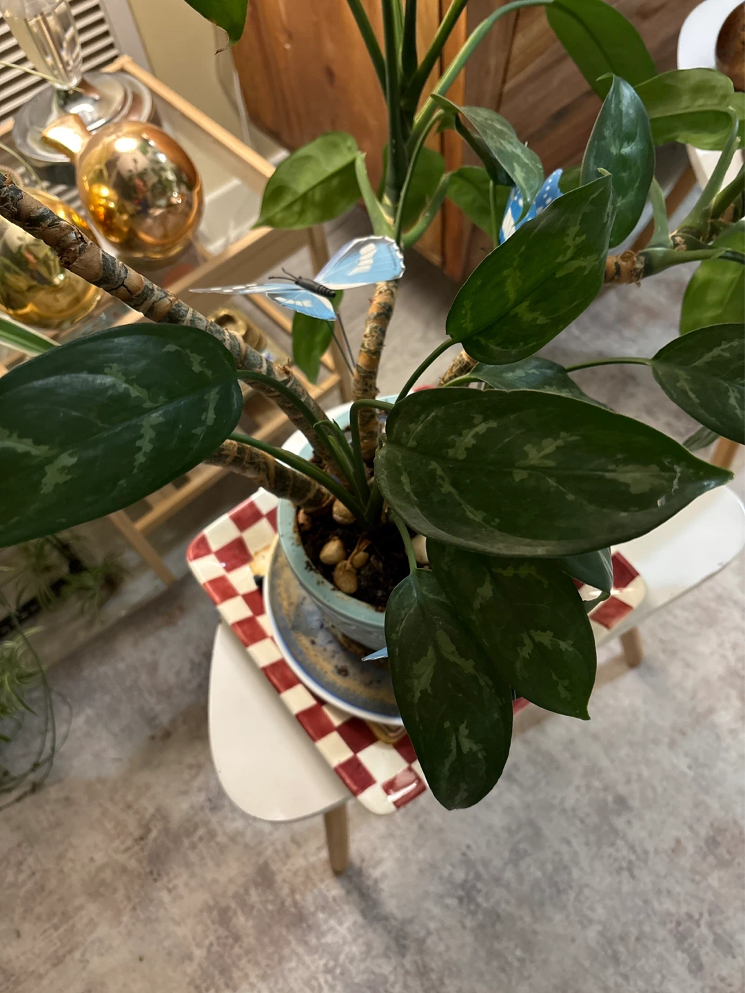 Large Potted Houseplant ‘artsy’ - photo 5