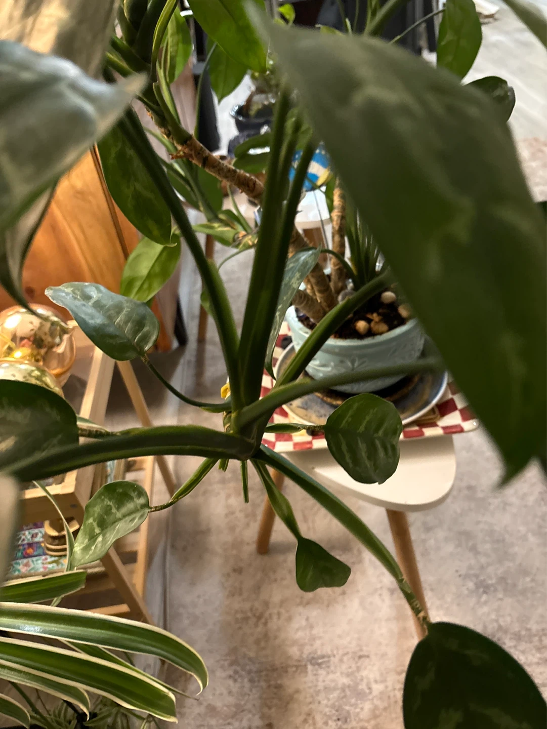 Large Potted Houseplant ‘artsy’ - photo 4