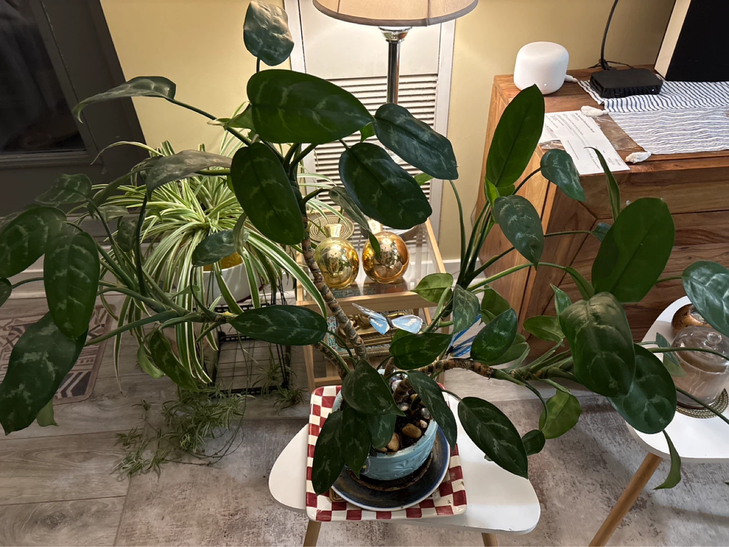 Large Potted Houseplant ‘artsy’