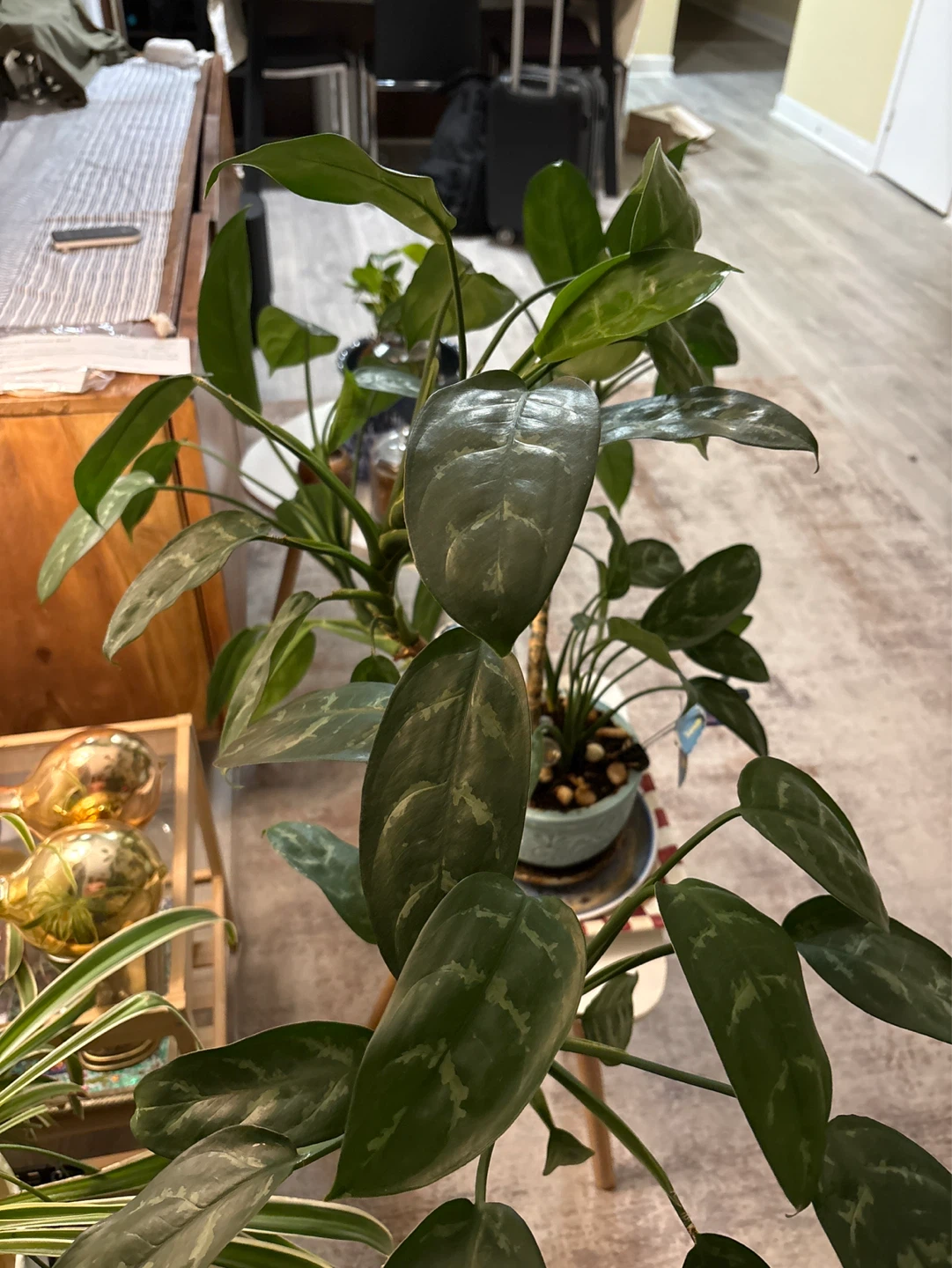 Large Potted Houseplant ‘artsy’ - photo 3