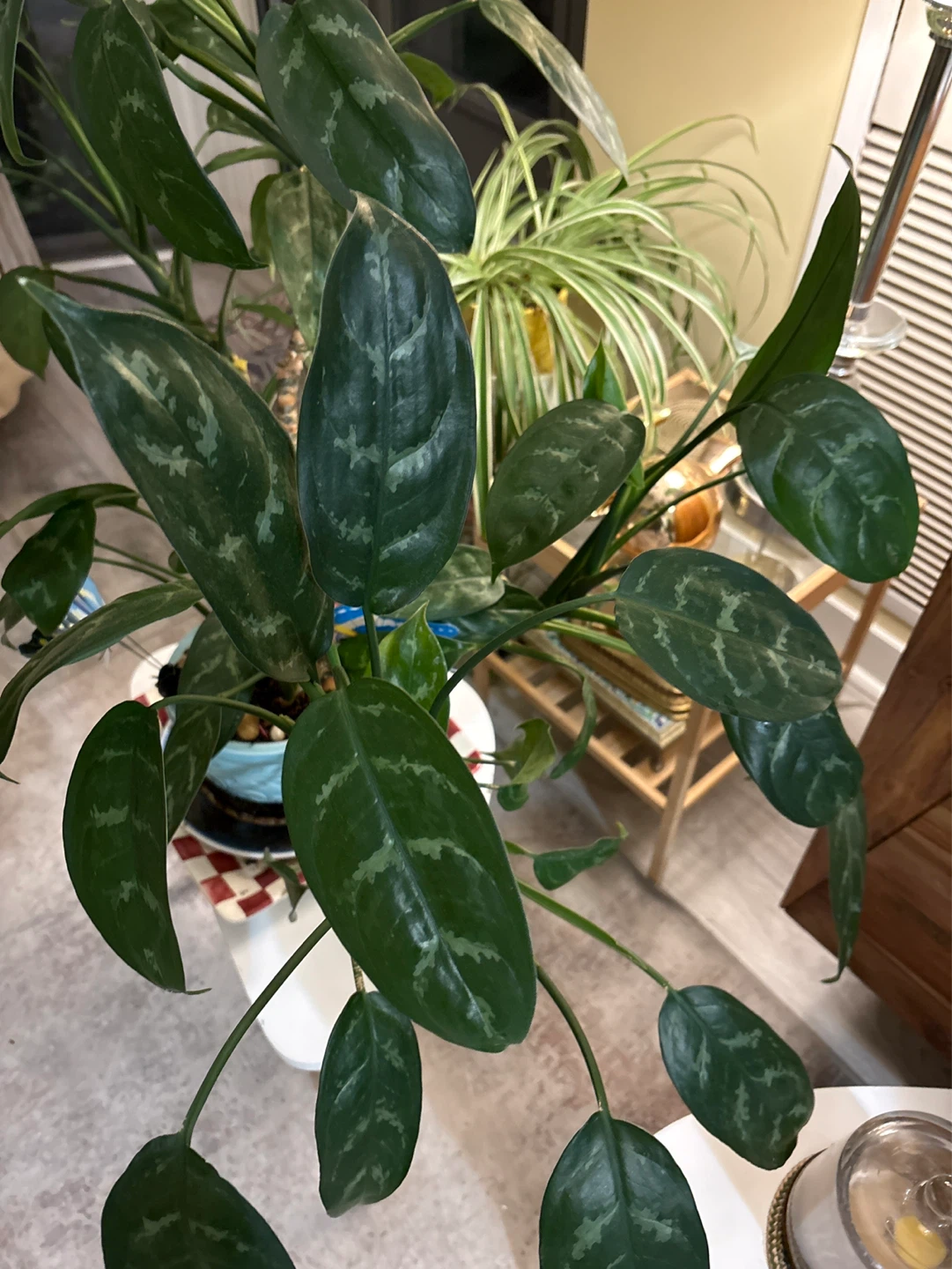 Large Potted Houseplant ‘artsy’ - photo 2
