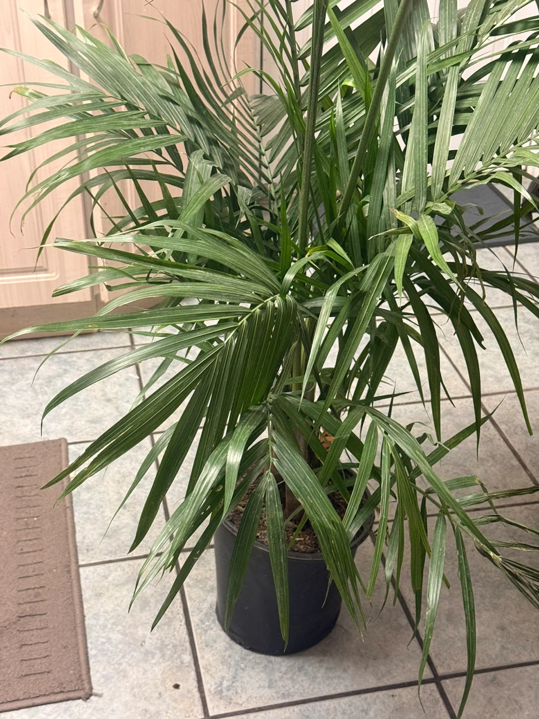 Houseplant Palm Tree - photo 2