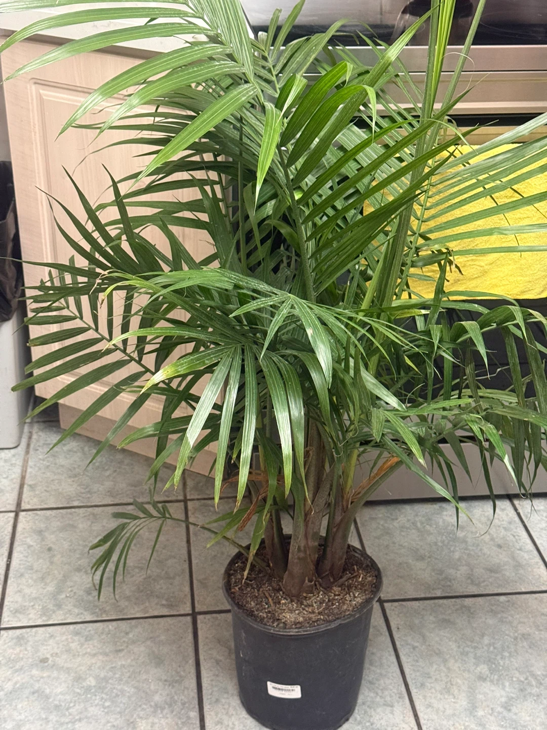 Houseplant Palm Tree