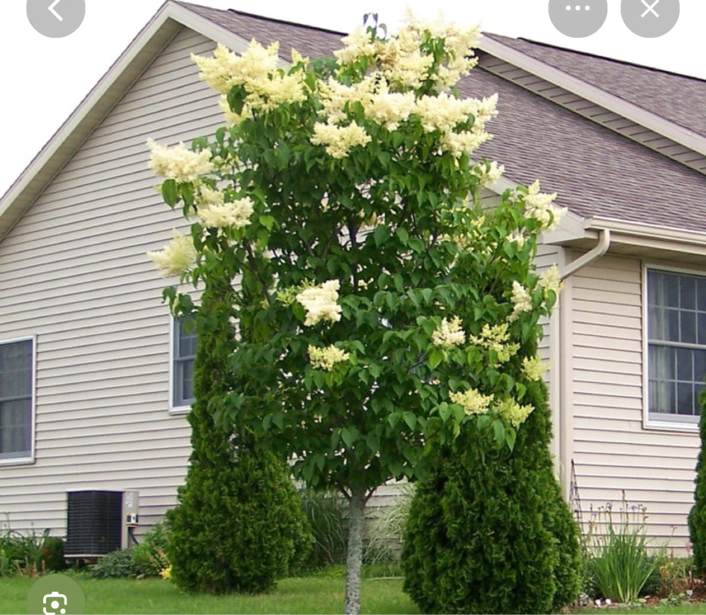 Large Lilac Tree with White Flowers