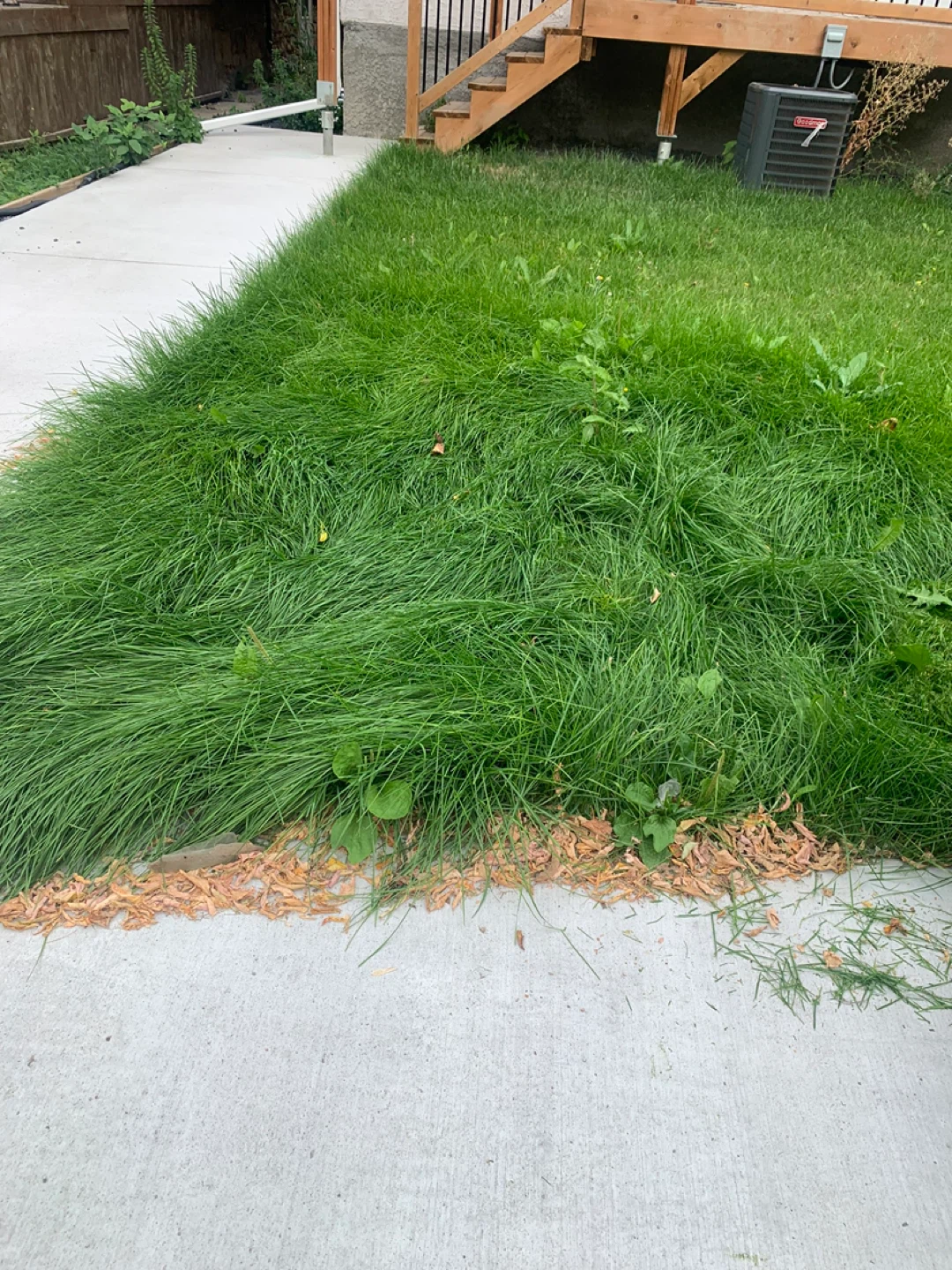 Lawn Mower, Yard Cleanup and More