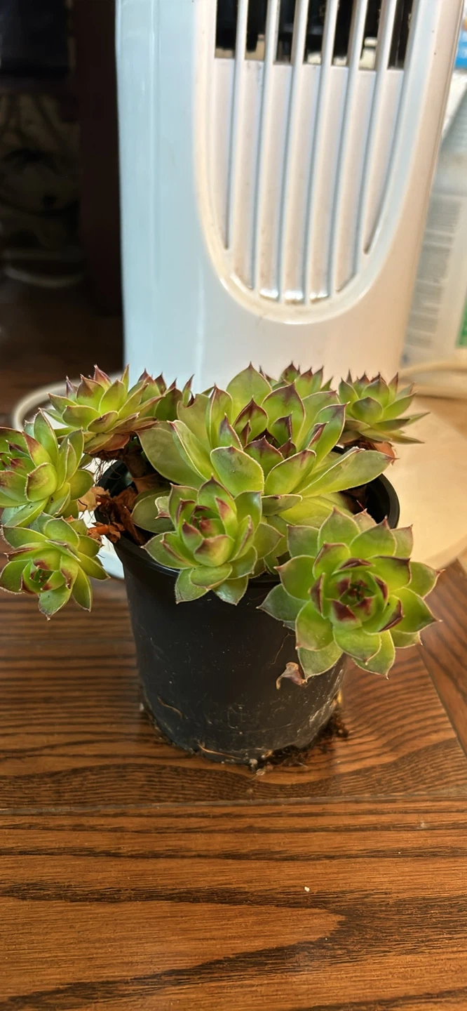 Sempervivum Succulent Plant in Pot - photo 2