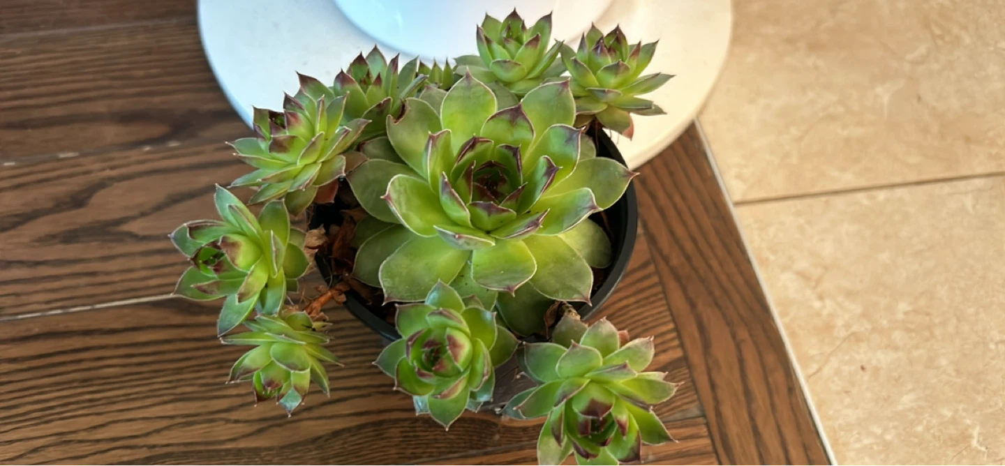 Sempervivum Succulent Plant in Pot