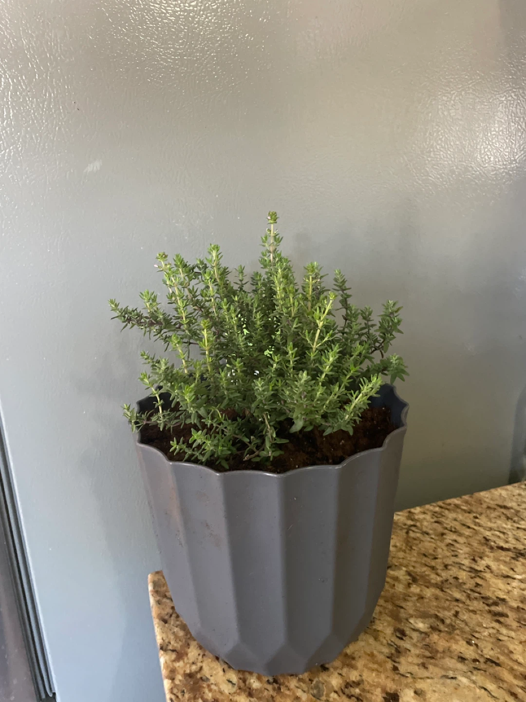 Thyme Plant in Grey Pot