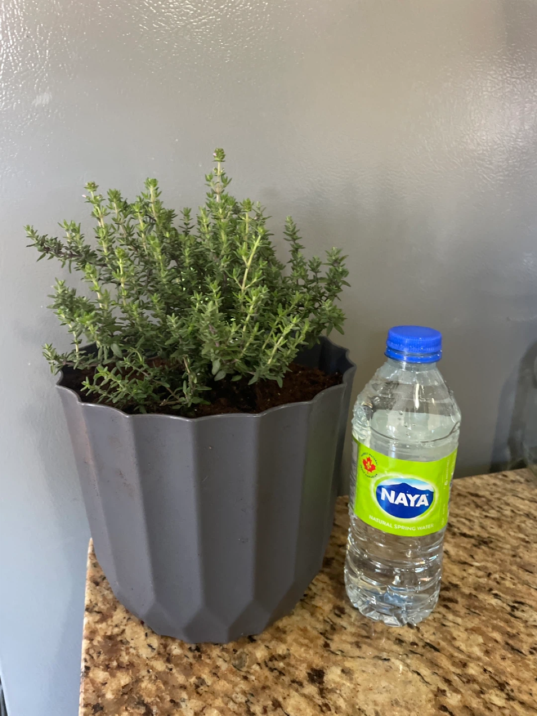 Thyme Plant in Grey Pot - photo 2