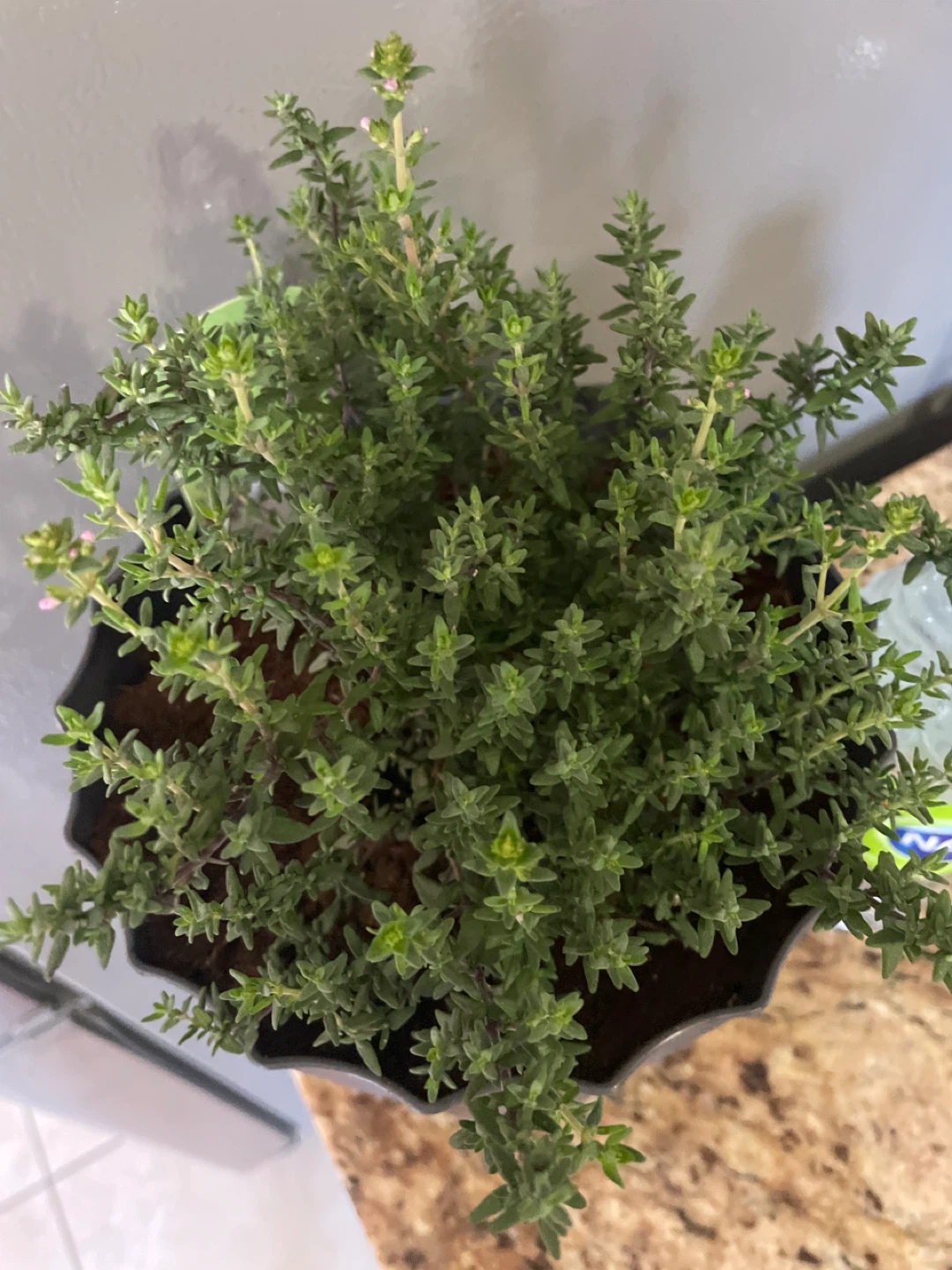 Thyme Plant in Grey Pot - photo 3