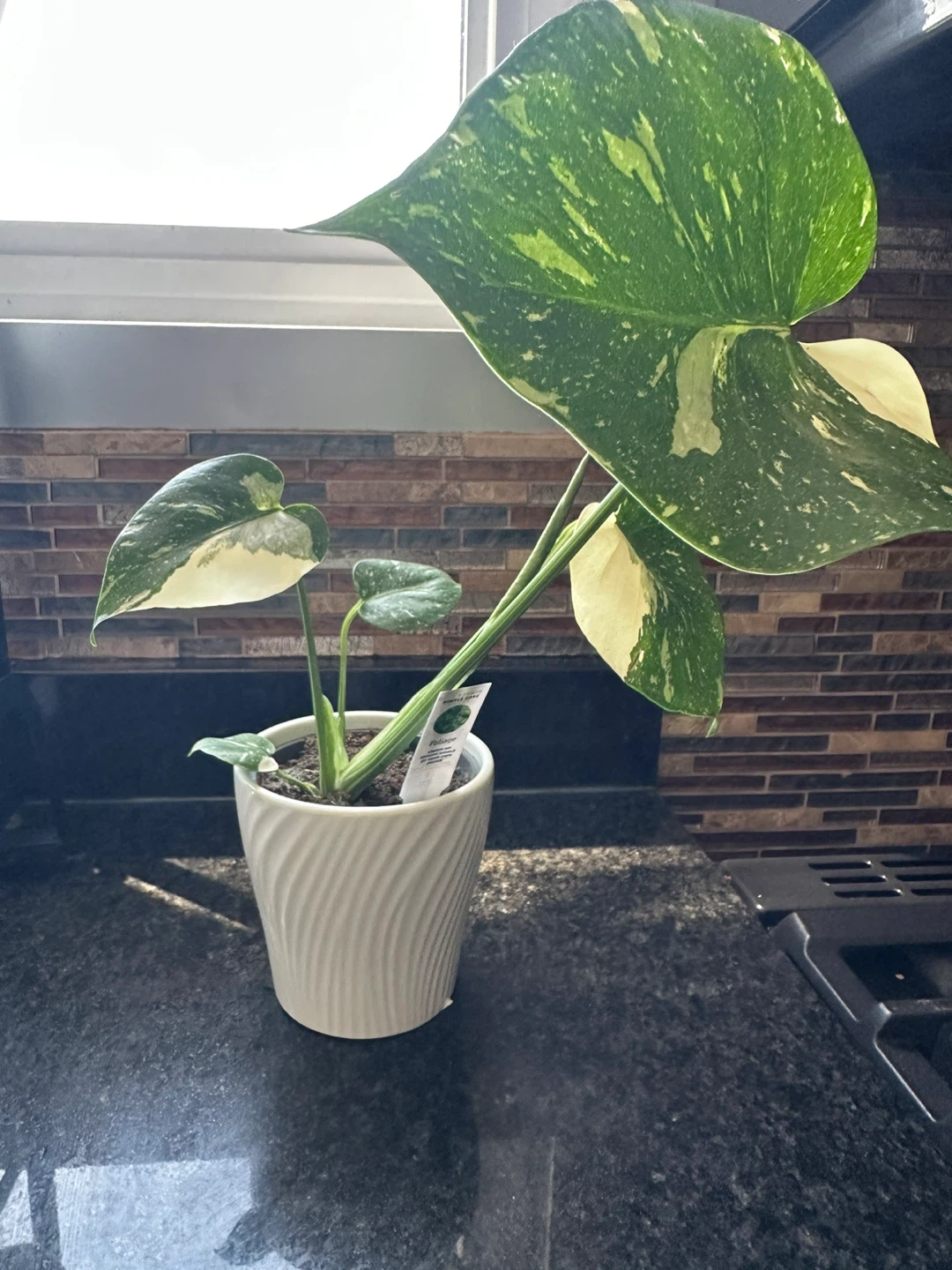 Monstera Thai Constellation Potted Plant