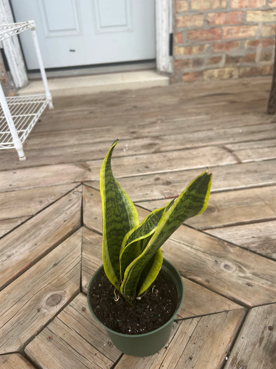 Snake Plant in Pot - photo 3