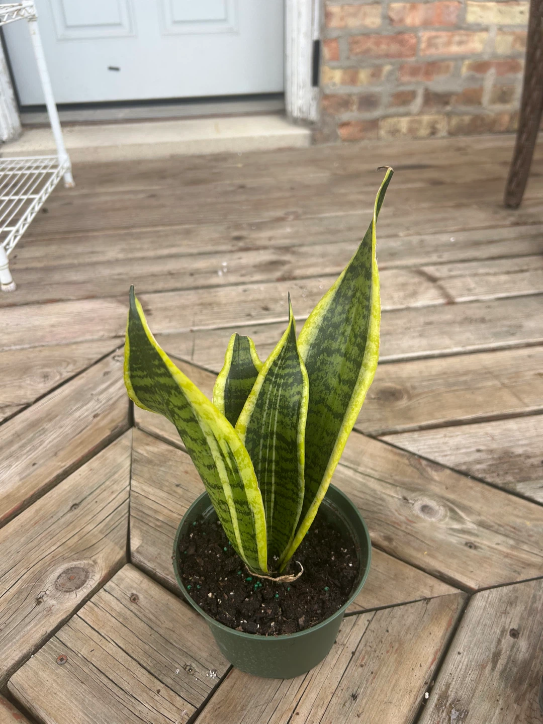 Snake Plant in Pot