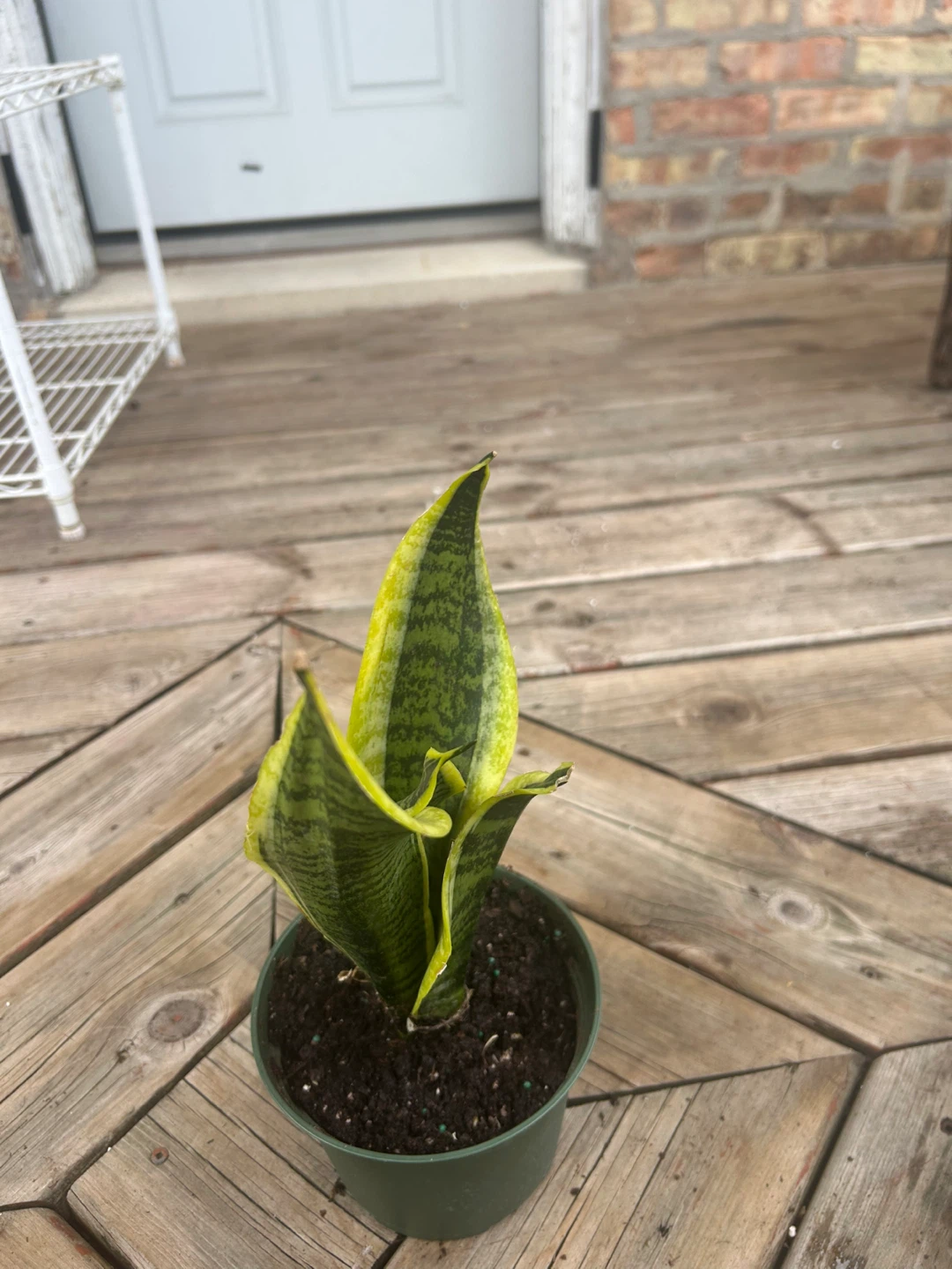 Snake Plant in Pot - photo 4