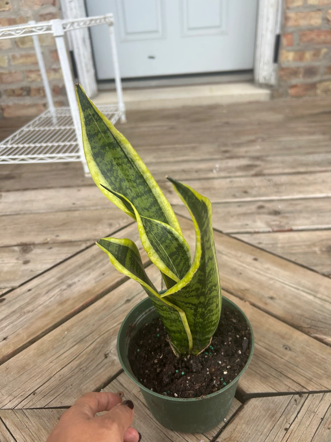 Snake Plant in Pot - photo 2