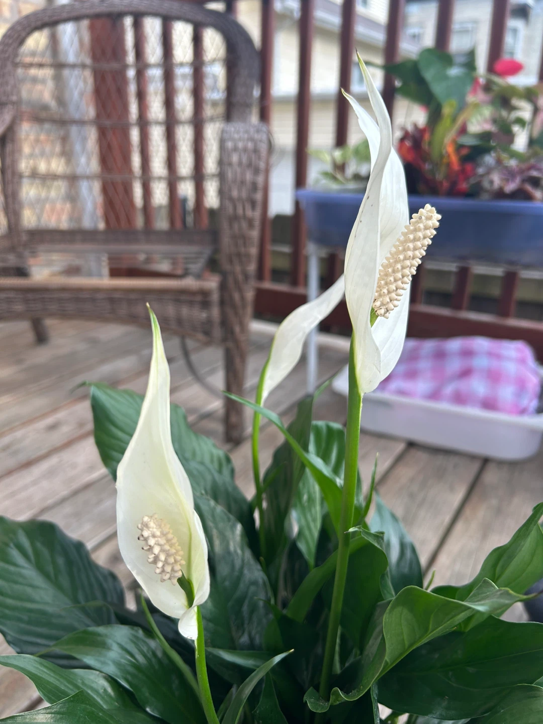 Peace Lily Plant - photo 4