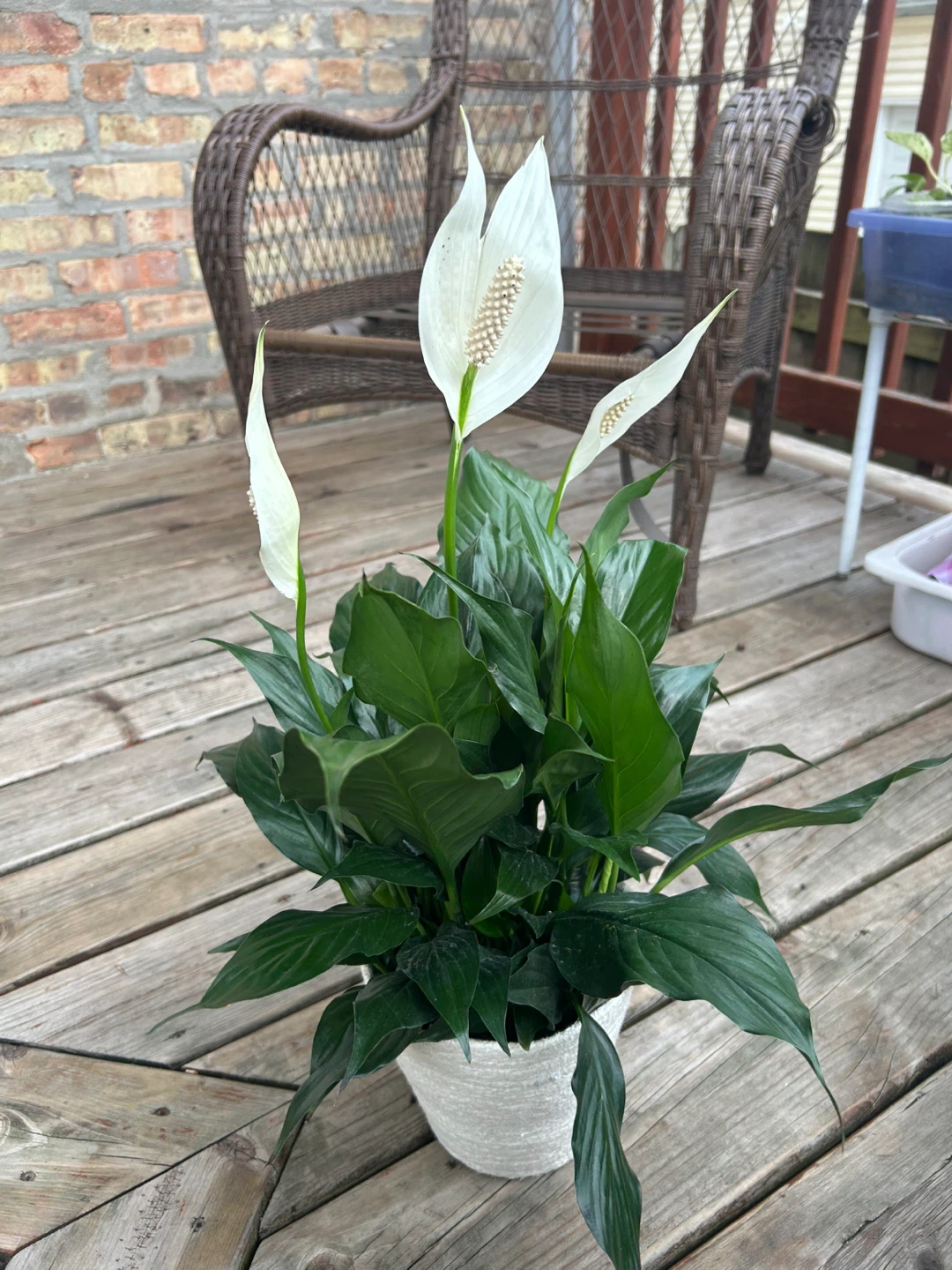 Peace Lily Plant - photo 3
